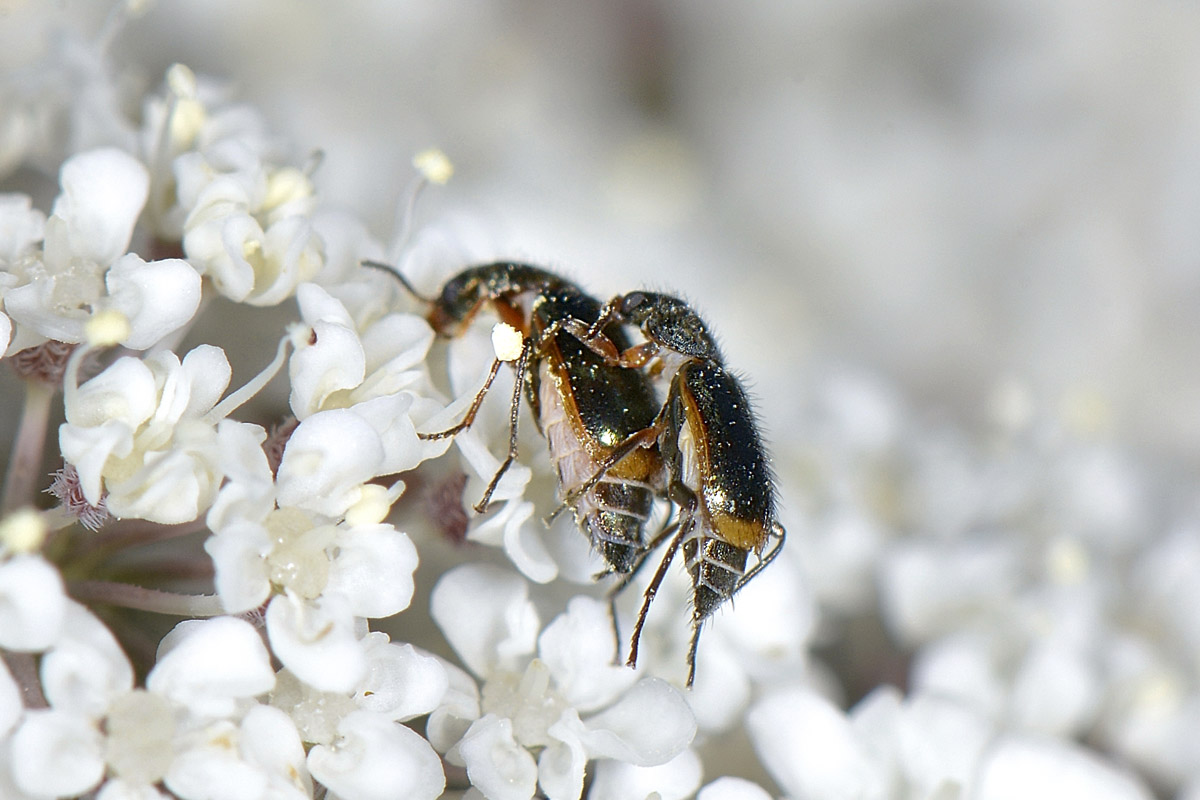 Malachiidae: Attalus marginatus (ex A. nourrichelii in parte), maschio